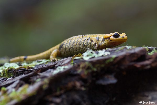 Salamandra