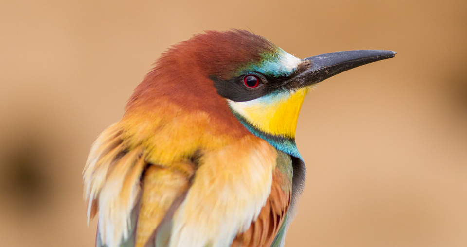 Abejaruco – Javi Roces – Fotografía y Naturaleza
