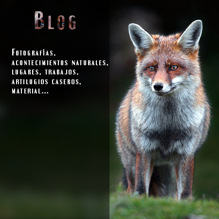 blog - Javi Roces - Fotografía y naturaleza