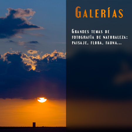 galerias - Javi Roces Fotografía y Naturaleza