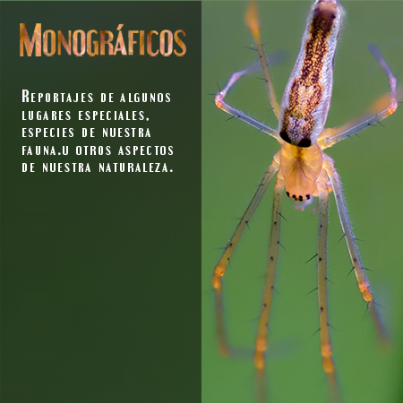 Monográficos - Javi Roces Fotografía y Naturaleza