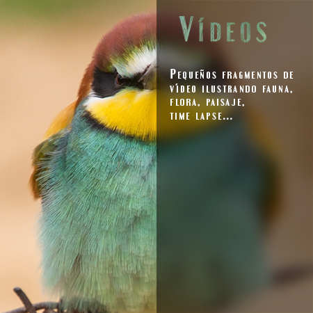Vídeos - Javi Roces Fotografía y Naturaleza