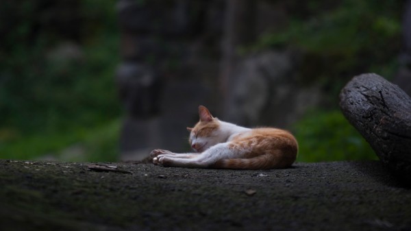 Gato doméstico - Javi Roces - Fotografía y Naturaleza