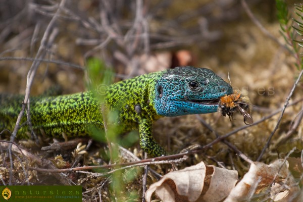 Lagarto verdinegro - Reptiles - Javi Roces - Fotografía y Naturaleza