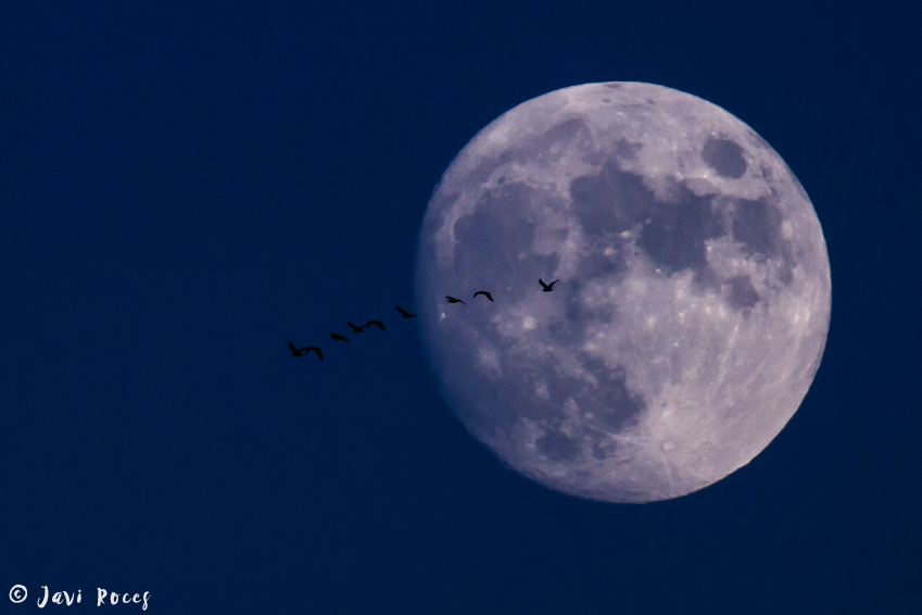 Luna y migración