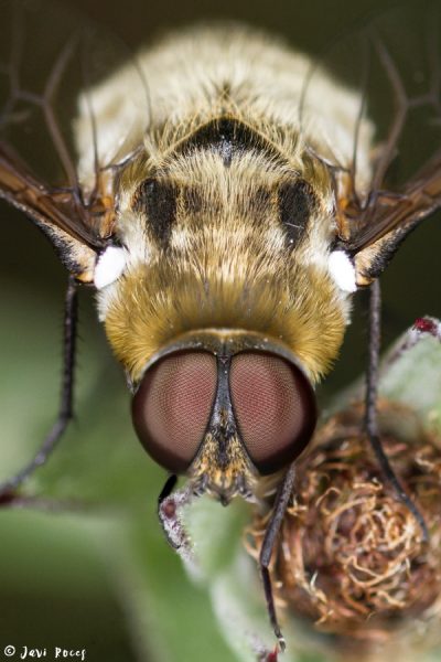 Retrato de mosca cernidora