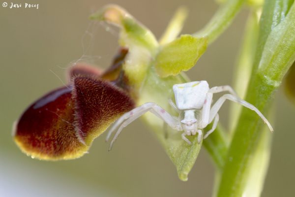 Araña cangrejo sobre orquídea