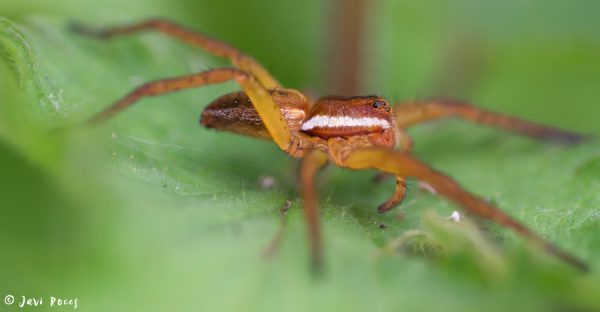 Araña Pisaura