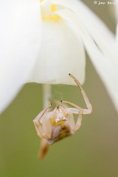 Araña cangrejo sobre narciso