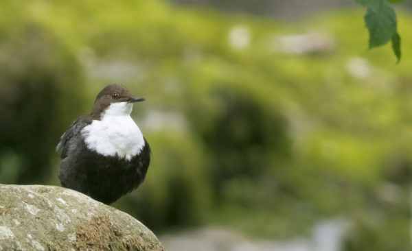 Un posible macho, se posa en lo alto de la cascada, a escasos metros de su nido, donde la hembra posiblemente está empollando, y de donde sale cada cierto tiempo a 'estirar las alas'.