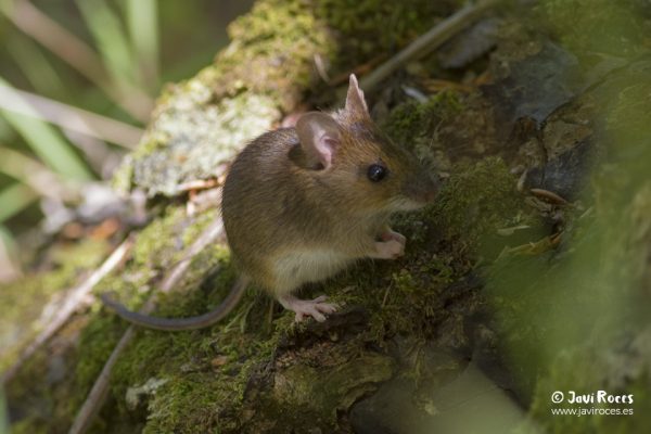 Ratón de campo