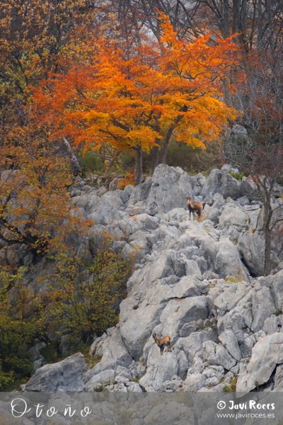 Otoño Javi Roces
