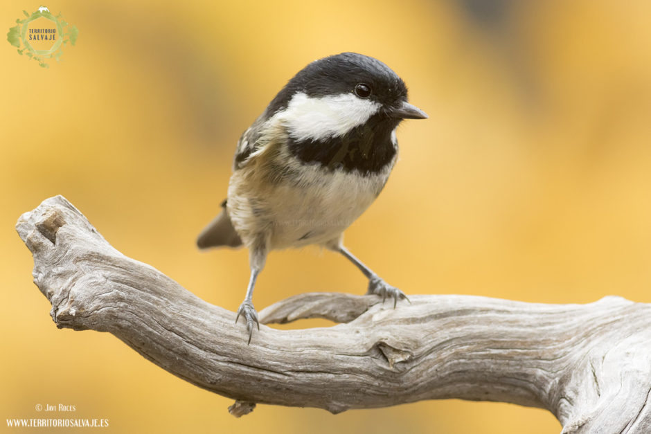 Carbonero garrapinos (Periparus ater)