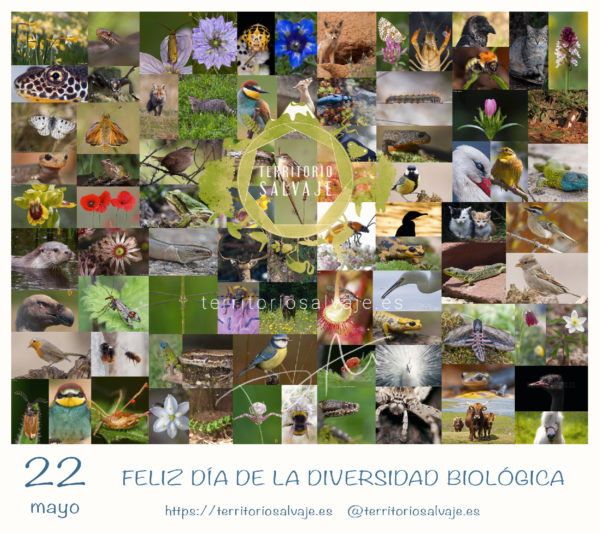 Día Biodiversidad Biológica Territorio Salvaje.es