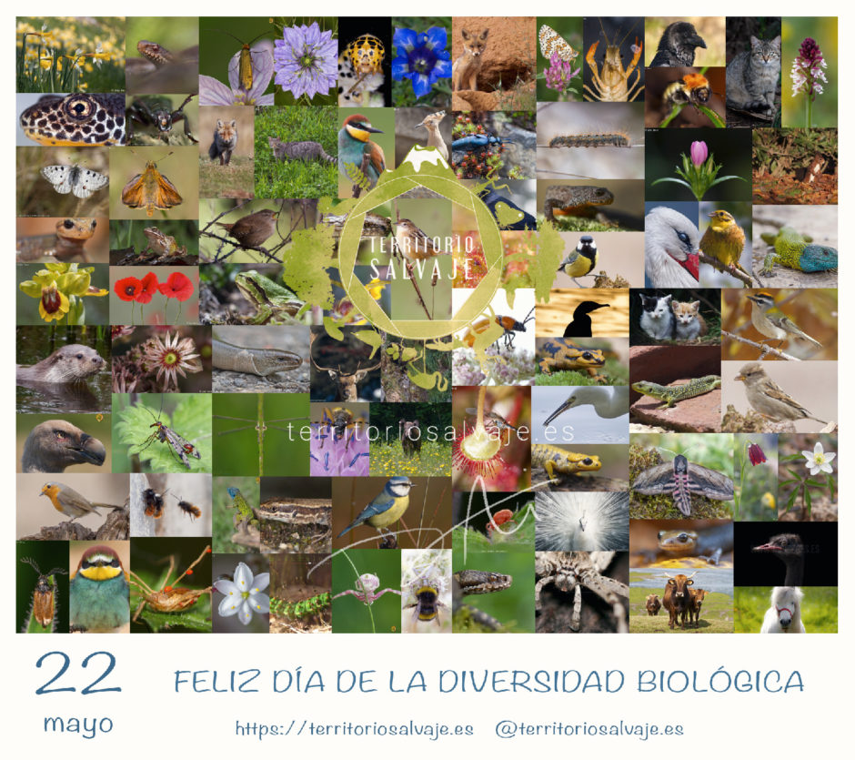 Día Biodiversidad Biológica Territorio Salvaje.es