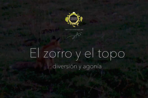 El zorro y el topo - territoriosalvaje.es