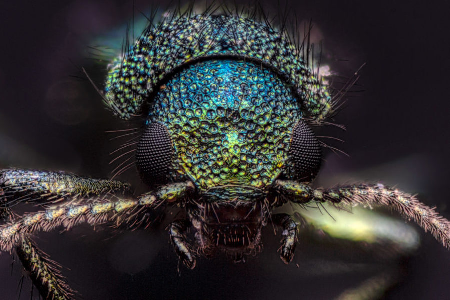 Retrato de escarabajo melyridae- macro extremo - territoriosalvaje.es