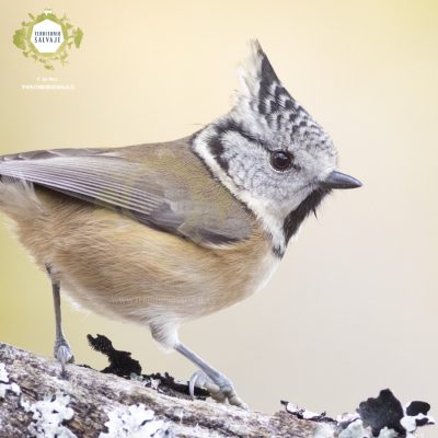 Herrerillo capuchino (Lophophanes cristatus) Herrerillo capuchino (Lophophanes cristatus)